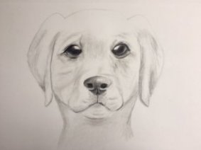 Chien -29,7 x 42 cm  